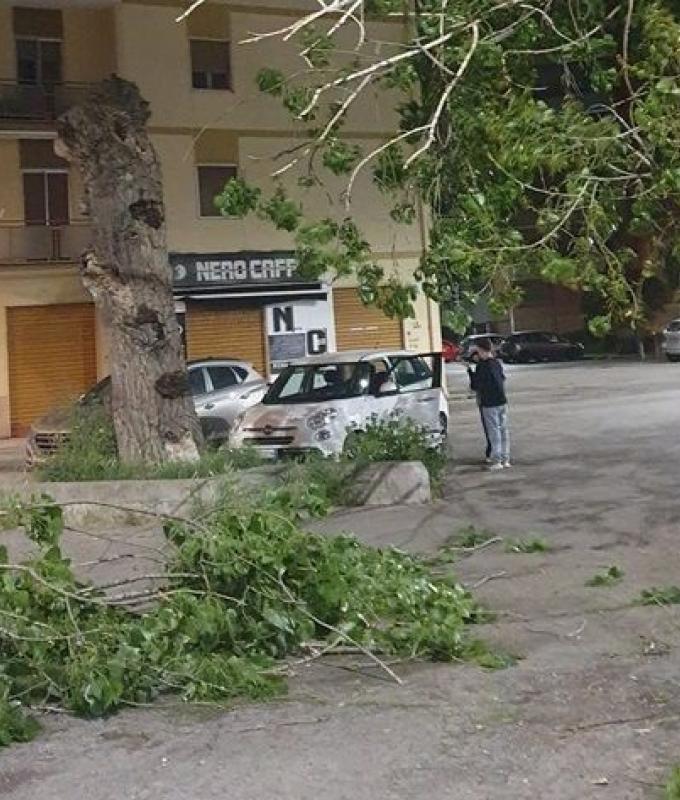 Battipaglia. Fear last night in the car park in front of the Medi high school due to the fall of a large tree branch (see photo) | Battipaglia 1929
