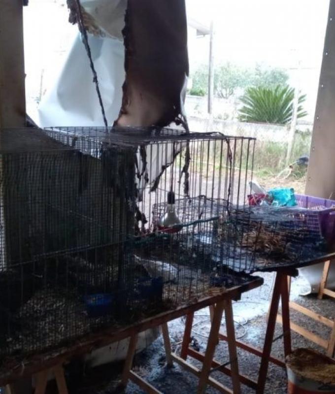 Fire breaks out in a stand used for the sale of animals in Venticano: several chicks die