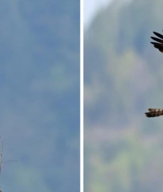 The osprey stops in Trentino (PHOTO), here is where it was spotted and immortalized