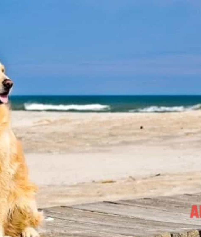 In Torrette, “Bau Beach” takes shape, a dog area reserved for four-legged friends