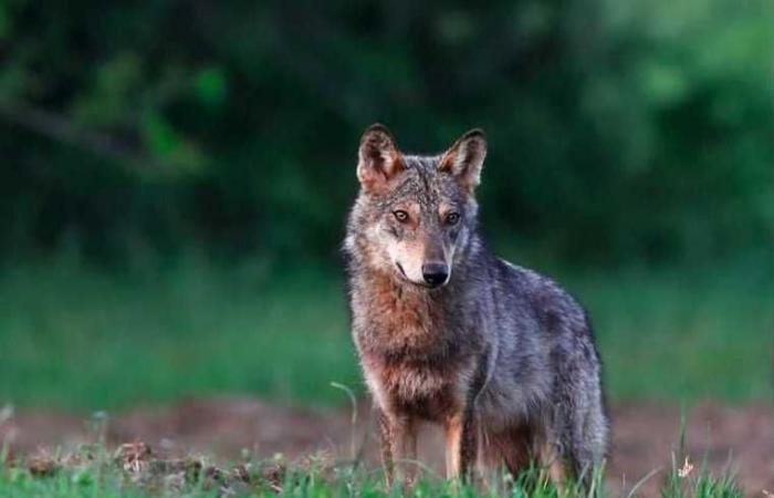 Wolf: first attack on man, in Piedmont