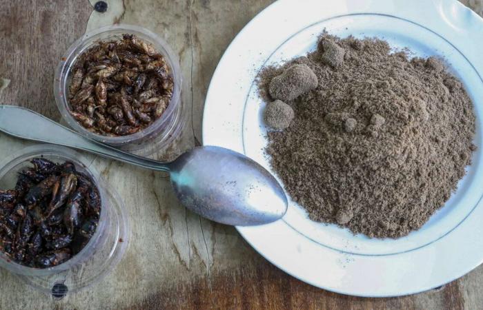 Food, from the EU green light to trade cricket powder