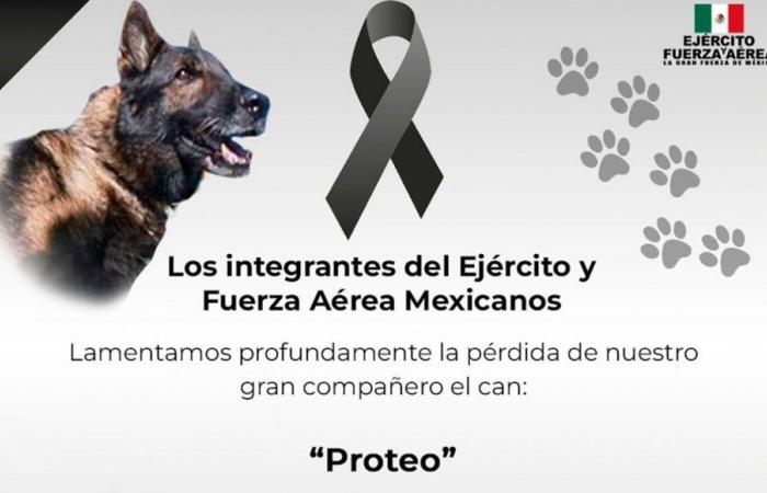 Mexican rescue dog Proteus dies in Turkey: “You accomplished your mission, you were heroic”