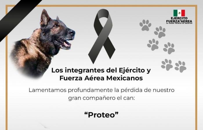 Mexican rescue dog Proteus dies in Turkey: “You accomplished your mission, you were heroic”