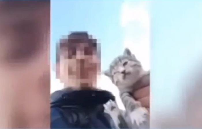 throws a cat off a cliff for fun and films himself – Il Meridiano News