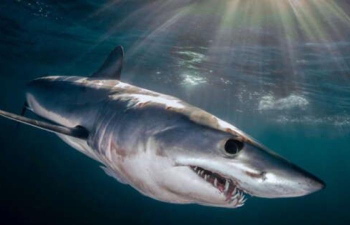 Livorno, sighted three-meter Mako shark 5km from the coast. Concern among bathers | Dangerous example