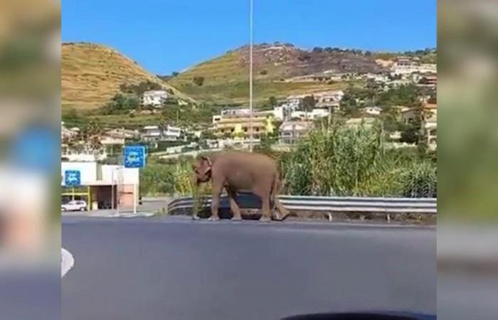 Calabria, an elephant on the state road: he escapes from the circus and strolls through the streets of the town