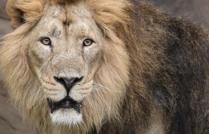 A lion escapes from the circus in Ladispoli and panic breaks out