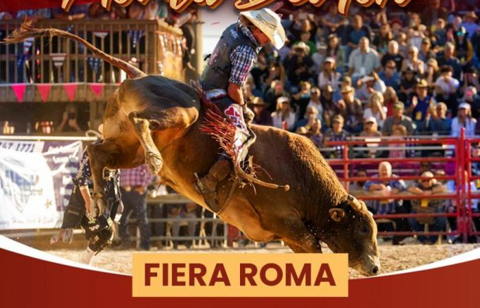 In Rome the rodeo with bull riding at the Festival del Mondo, animal rights activists: “Cancel the event, it is forbidden”