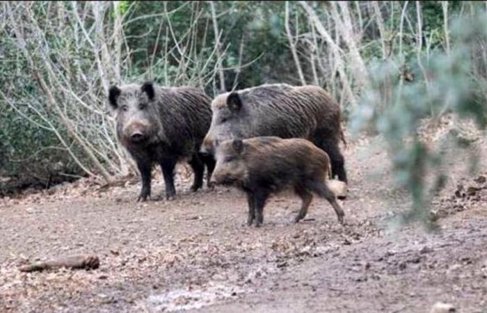 the compensation for damage from wild boars in the Sila Park penalizes farmers