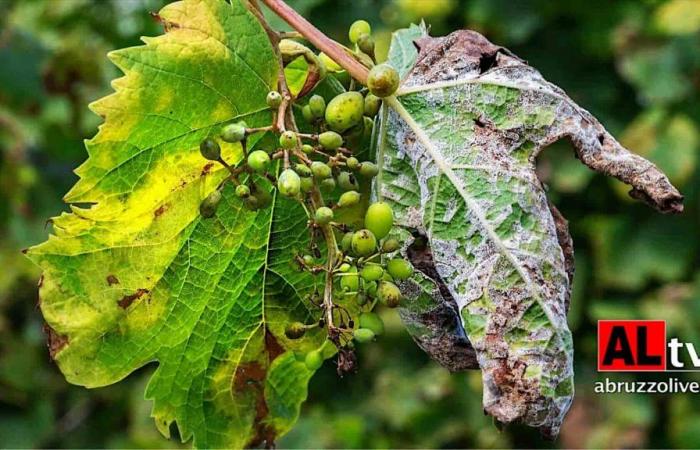 Vitiviniculture and downy mildew. The office of the 113 mayors of Abruzzo. ‘Unsatisfactory responses from the Region’