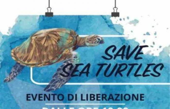 Big party in Molfetta on Sunday for World Sea Turtle Day
