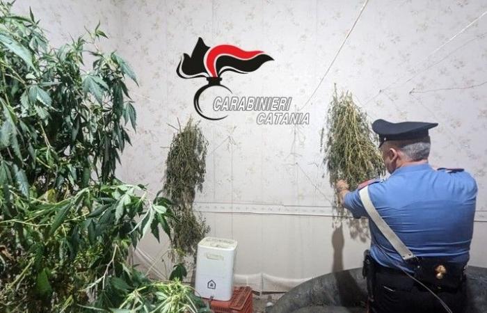 Acireale, The Carabinieri discover a villa used for the cultivation and production of marijuana. Two arrests – AMnotizie.it
