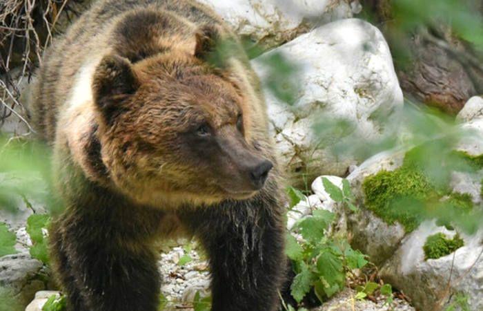 Bear-friendly communities, the first meeting on Saturday in the Abruzzo, Lazio and Molise National Park