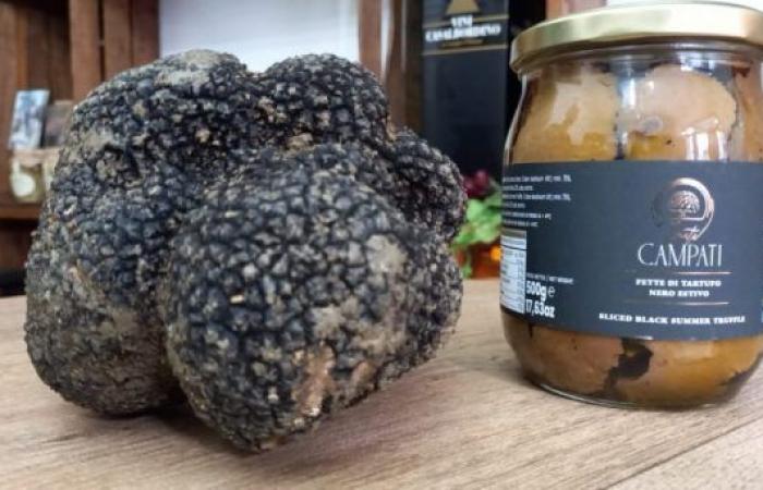 774 gram truffle for Tenuta Capati di Schiavi di Abruzzo, excellence of Made in Italy