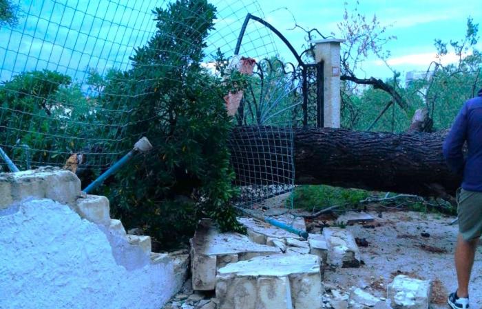 VIESTE – Flooding and falling trees, extensive damage due to last night’s storm