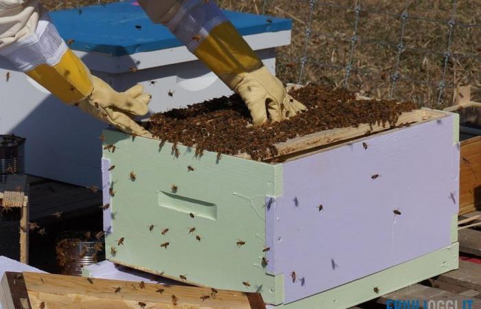 bad weather brings beekeeping in Friuli Venezia Giulia to its knees