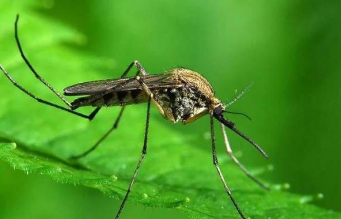 Mosquitoes, an ordinance arrives from the municipality of Varese to prevent bites