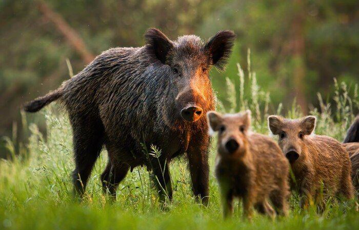 Swine fever: ordinance for wild boar depopulation in Lombardy – News