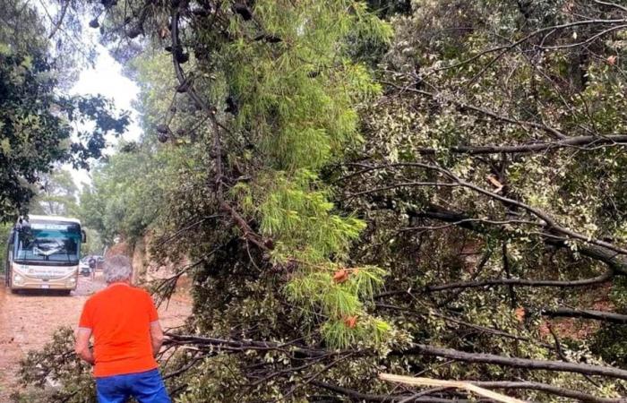 fallen trees and landslides in Vieste, municipal roads closed in Vico