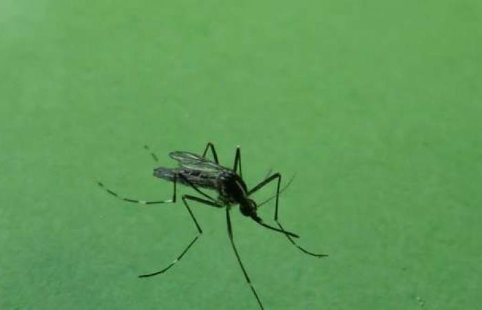 The first European case of Oropouche fever, a virus similar to Dengue and Zika, isolated at the Negrar clinic – Health and Wellbeing