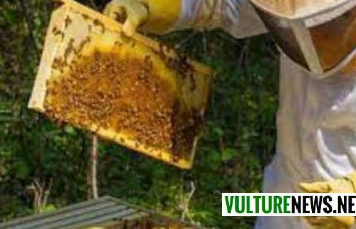 “The beekeeping sector is literally on the ground.” The request