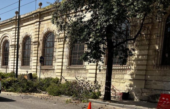 Coordination of Trees and Urban Greenery of Lecce: “New felling of trees in Viale De Pietro without there being an actual risk of falling”