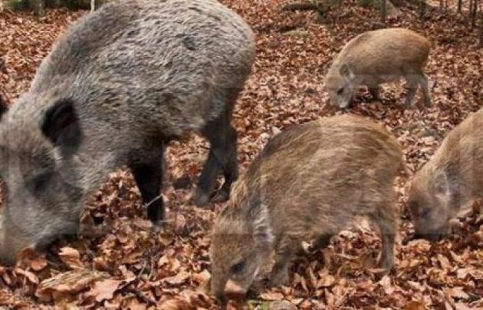 Wild boars, the emergency is expanding also for Cia Agricoltori Calabria