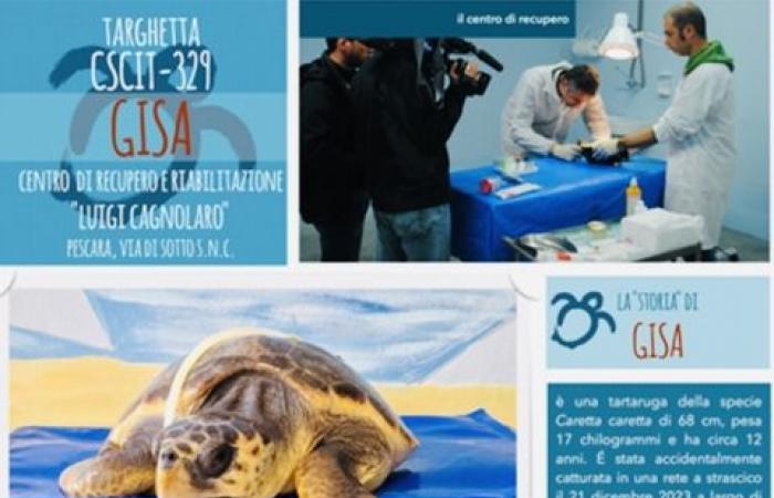 Turtle rescued at sea and adopted by Ambiente Basso Molise – News