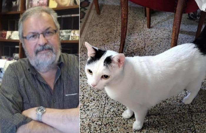 Paolo Carù is dead, his cat Luigi is left alone: ​​appeal to find a new family for the king of vinyl’s cat