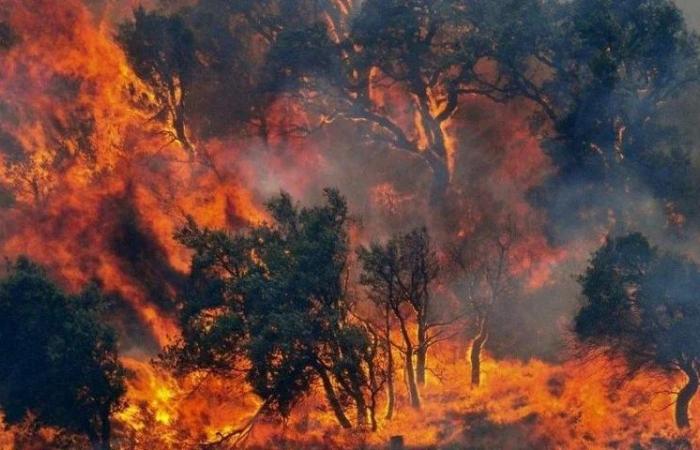 The Campania Region launches the plan against forest fires
