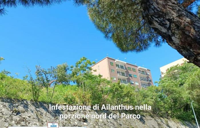 “Further clarification” from the Mayor of Messina on the Aldo Moro Park: Coletta “when the patch is worse than the hole”