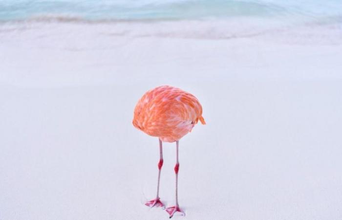 This photo of a flamingo was awarded in an AI competition