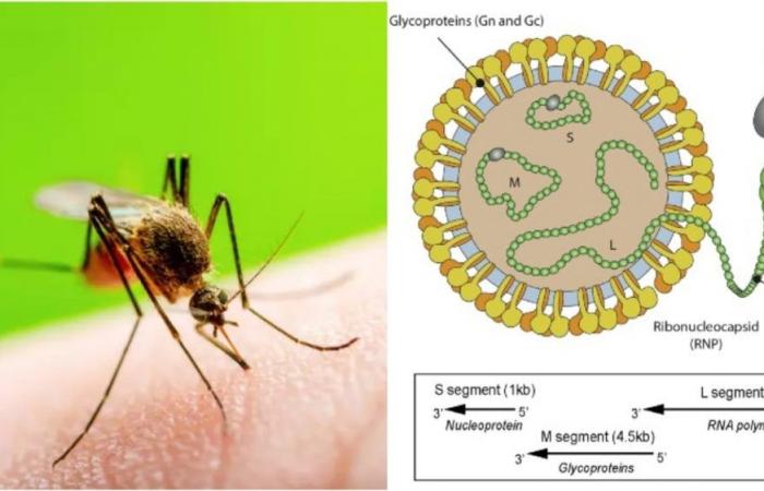 Oropouche fever: symptoms, what it is and how it is transmitted. First case in Veneto, WHO: «Arbovirus more widespread»