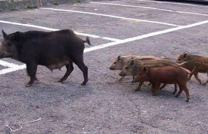Wild boar alarm in the Brescia area, exasperated farmers: “There are too many”