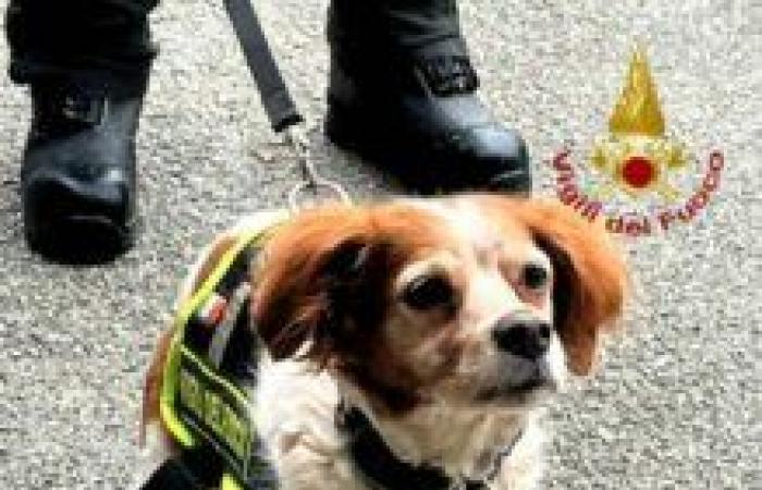 Retired firefighter dog, Prato honors Foglia