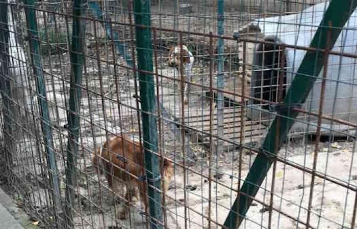 Skeletal and injured: 10 hunting dogs in pitiful conditions seized in Livorno