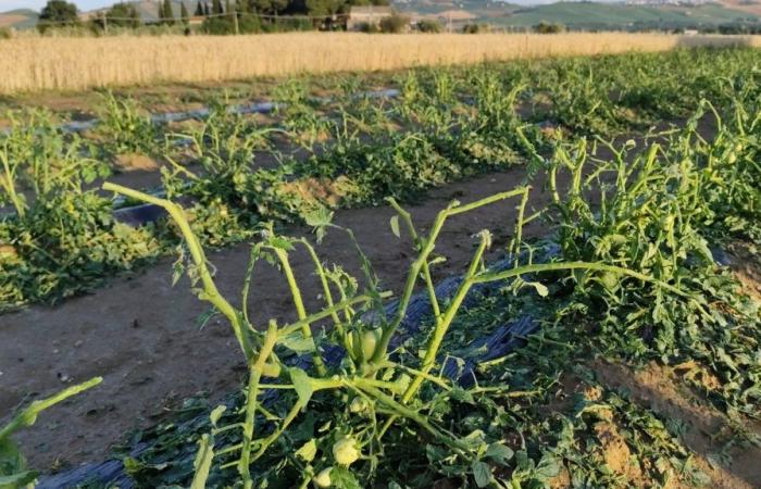 Hailstorm in PSElpidio, blow to agriculture: «90% of crops lost. Massive damage to production and plants”