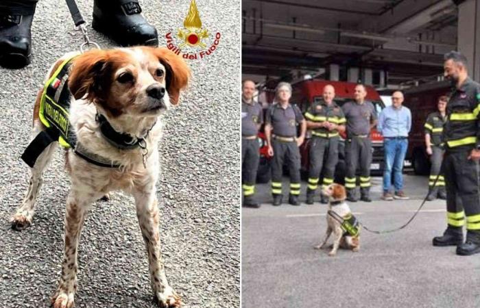 The emotional farewell of the Fire Brigade in Foglia: the dog involved in the tragedy of the Morandi Bridge “is retiring”