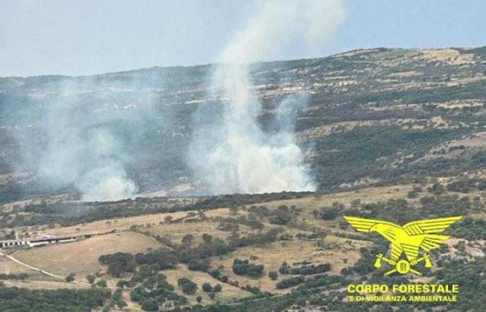 Over 400 fires since the beginning of the year in Sardinia | News