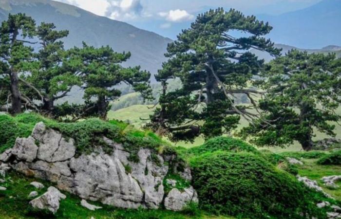 the Pollino National Park, where nature meets the table • Wonders of Calabria