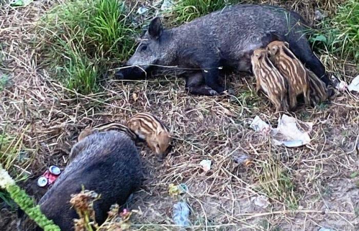 Wild boars in the Savona area, Osa: “Useless and cruel executions”