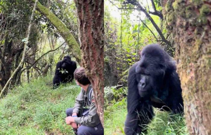 He positions himself one meter away from this gorilla: how he reacts
