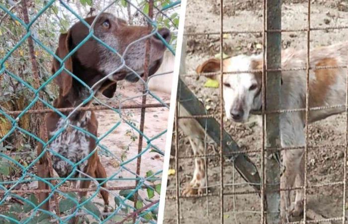 Skeletal and injured: 10 hunting dogs in pitiful conditions seized in Livorno
