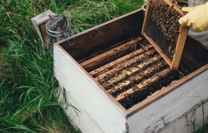 The Tuscany Region in support of beekeepers, tenders for over 1 million euros