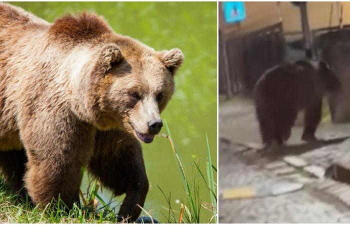 Two bears spotted in Val di Sole in a few days. The Municipality of Malè wants “urgent interventions”