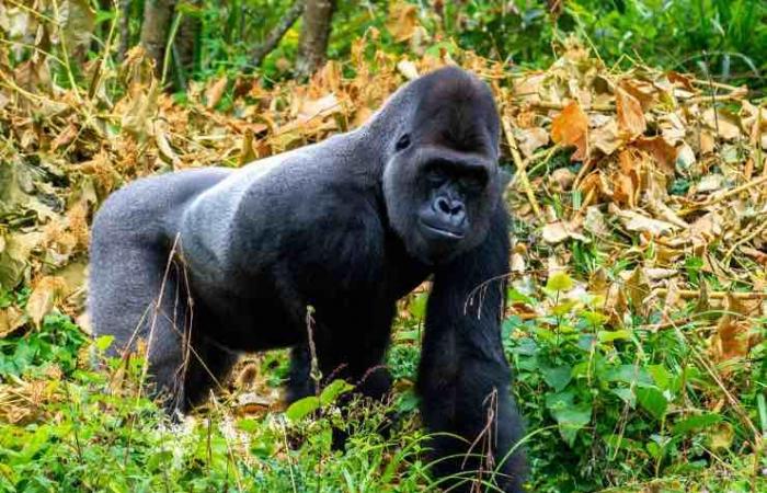 He positions himself one meter away from this gorilla: how he reacts