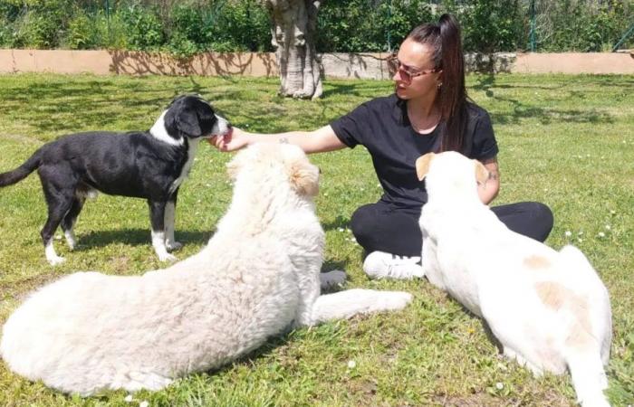 Ancona, leaves the permanent job to follow the dream: «Now I’m a happy dog ​​sitter» – News Ancona-Osimo – CentroPagina