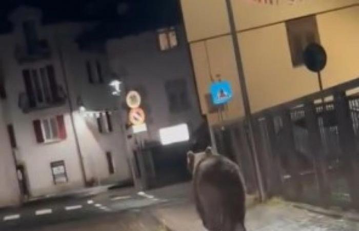 Bears, controversy explodes again in Trentino after the sightings. The Municipality of Malè: “Immediate action”