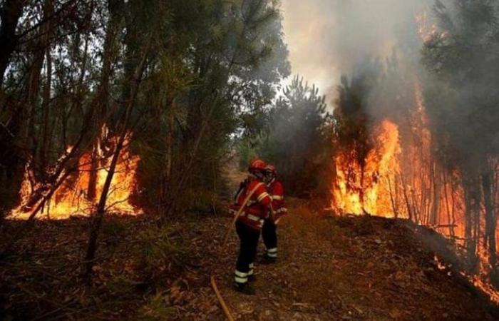 Castellabate, eight fires in three days: «It will be a tough blow»